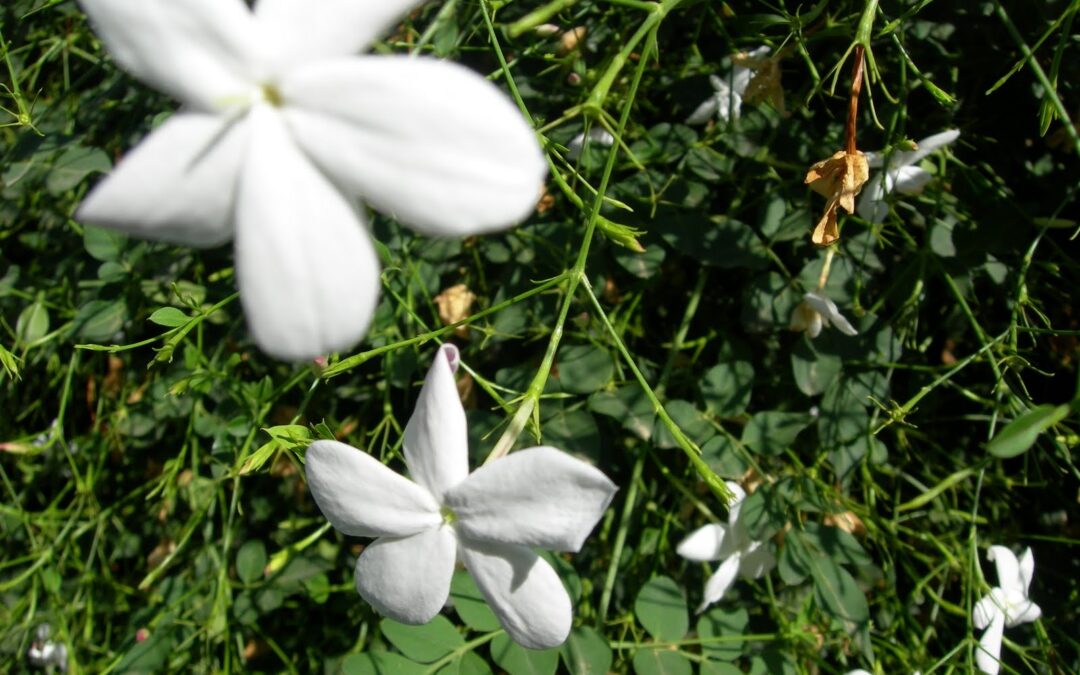 «Exaltación de la Primavera», a cargo de la Asociación Literaria Alhoja