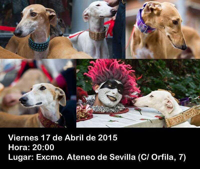 Pasarela solidaria de galgos de la Fundación Benjamin Mehnert en el Ateneo de Sevilla. Viernes 17 de abril a las 20 horas.
