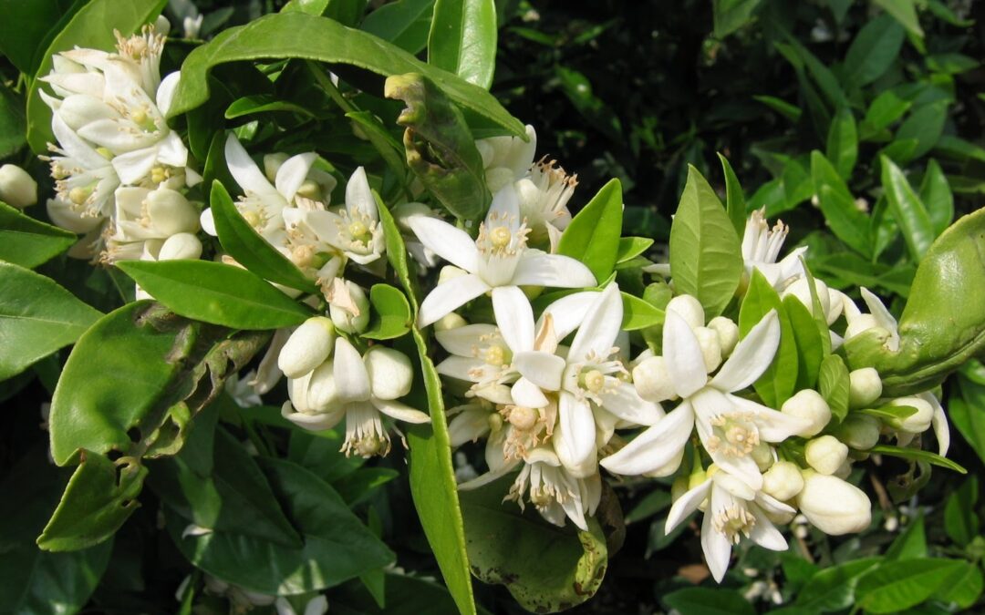 Exaltación de la Primavera a cargo de la Asociación Literaria Alhoja.