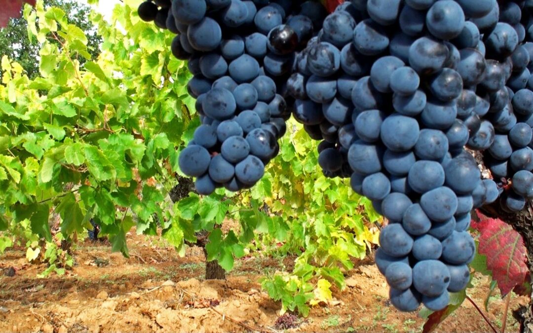 Conferencia titulada EL VINO EN EL CINE Y LA TELEVISIÓN: UN BREVE RECORRIDO HISTÓRICO