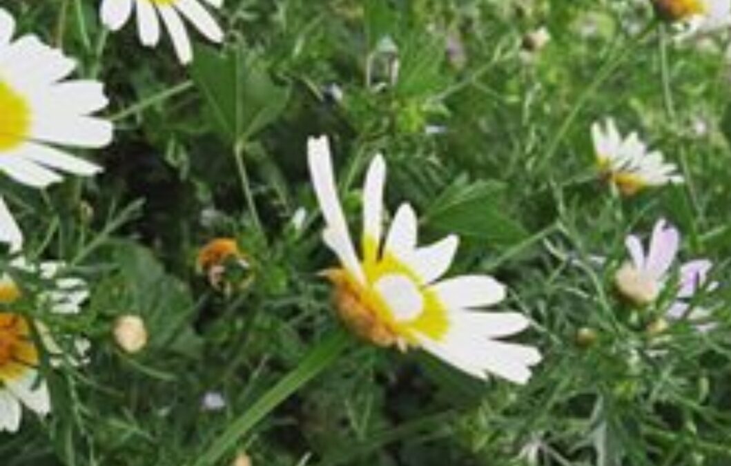 EXALTACIÓN DE LA PRIMAVERA. Palabras de bienvenida por el fundador y Presidente de Honor Manuel Gil Barragán
